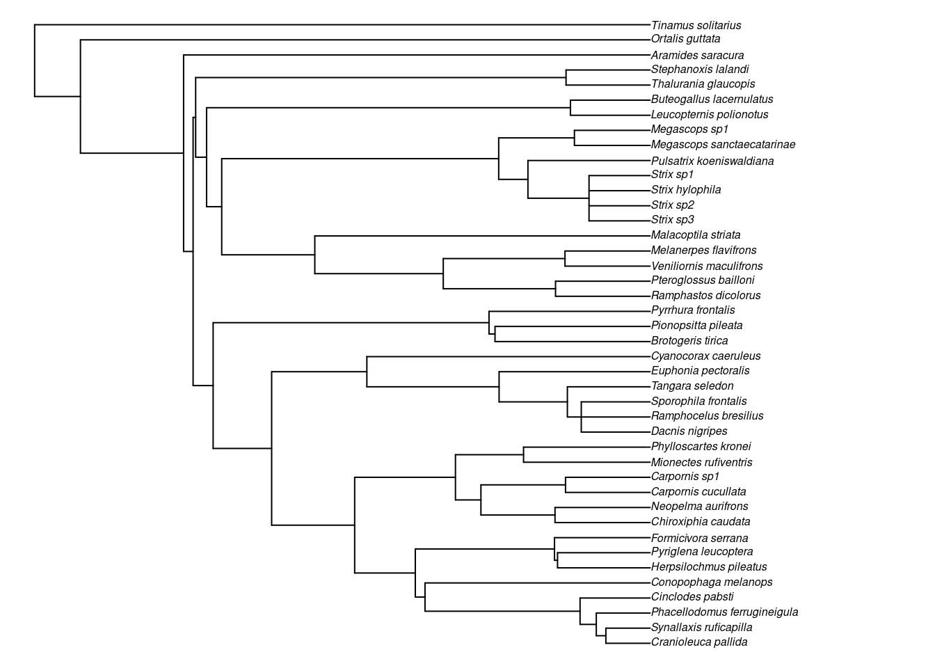 Filogenia de espécies de aves endêmicas da Mata Atlântica, com adição de espécies.